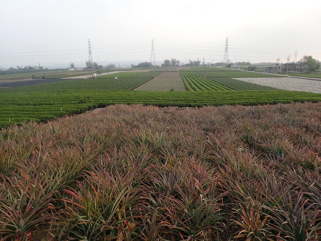 P3016190.JPG - 名間  鹿鳴茶園之  暮色沉靄