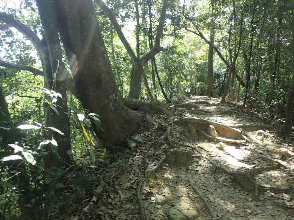 P4161402.JPG - 霧峰  青桐林生態園區