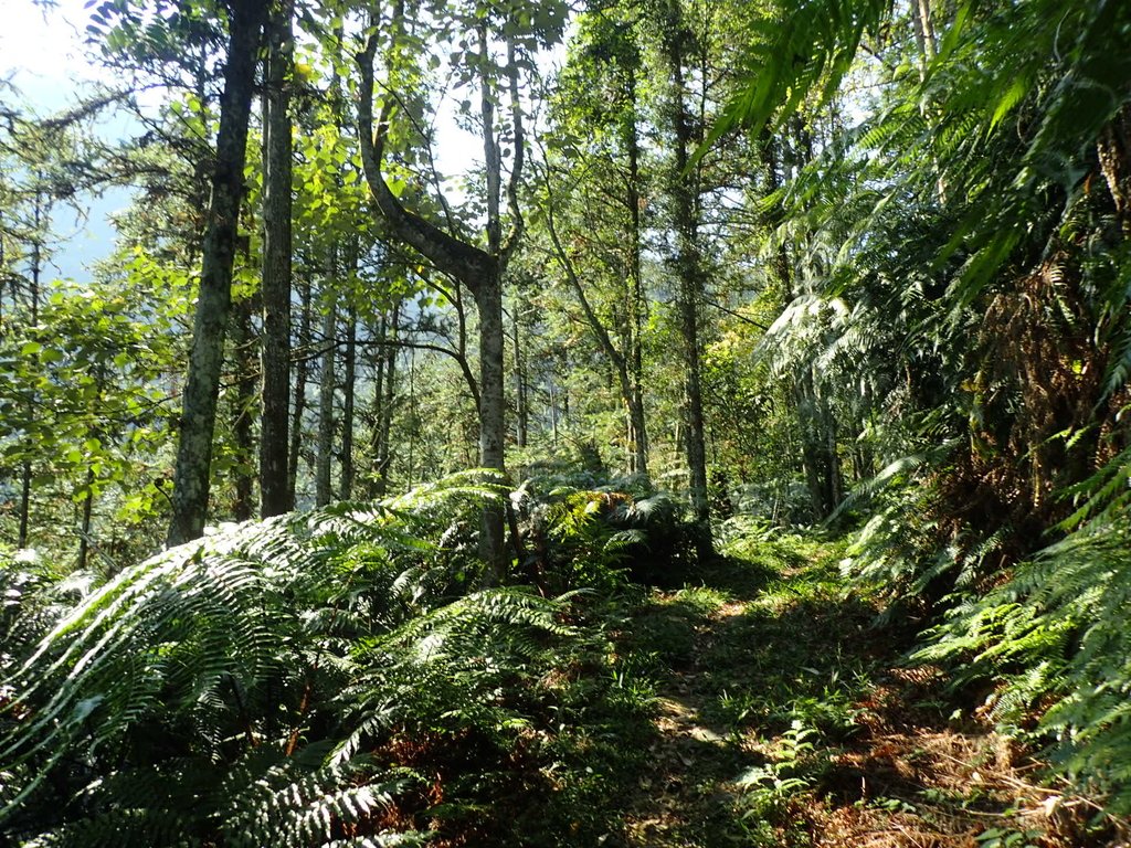 PA040347.JPG - 魚池  過坑山登山步道