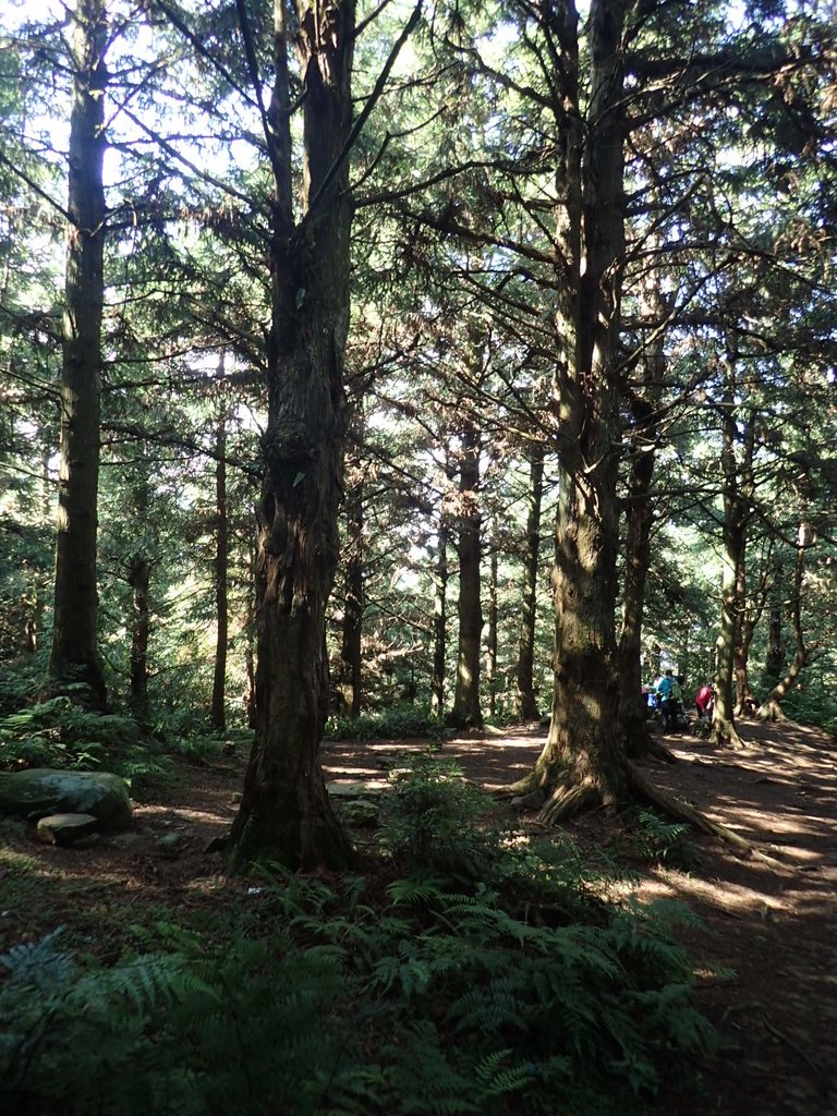 P7235829.JPG - 台中和平  長壽山登山步道  (上)