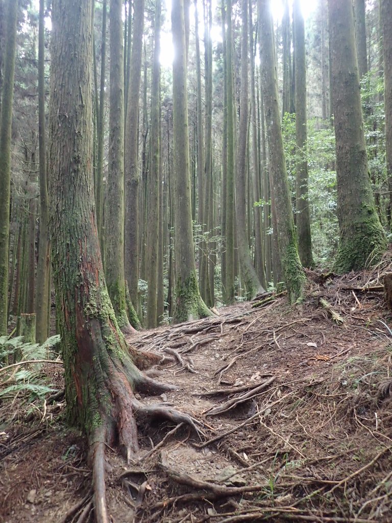 P7235875.JPG - 台中和平  長壽山登山步道  (下)