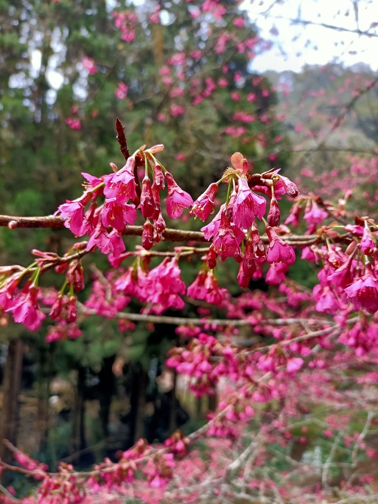 IMG20210205131813.jpg - 竹山  杉林溪森林遊樂園  路過