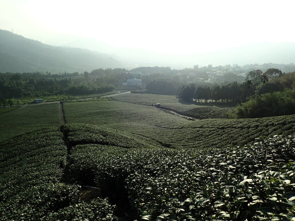 PB225342.JPG - 竹山  山坪頂茶園