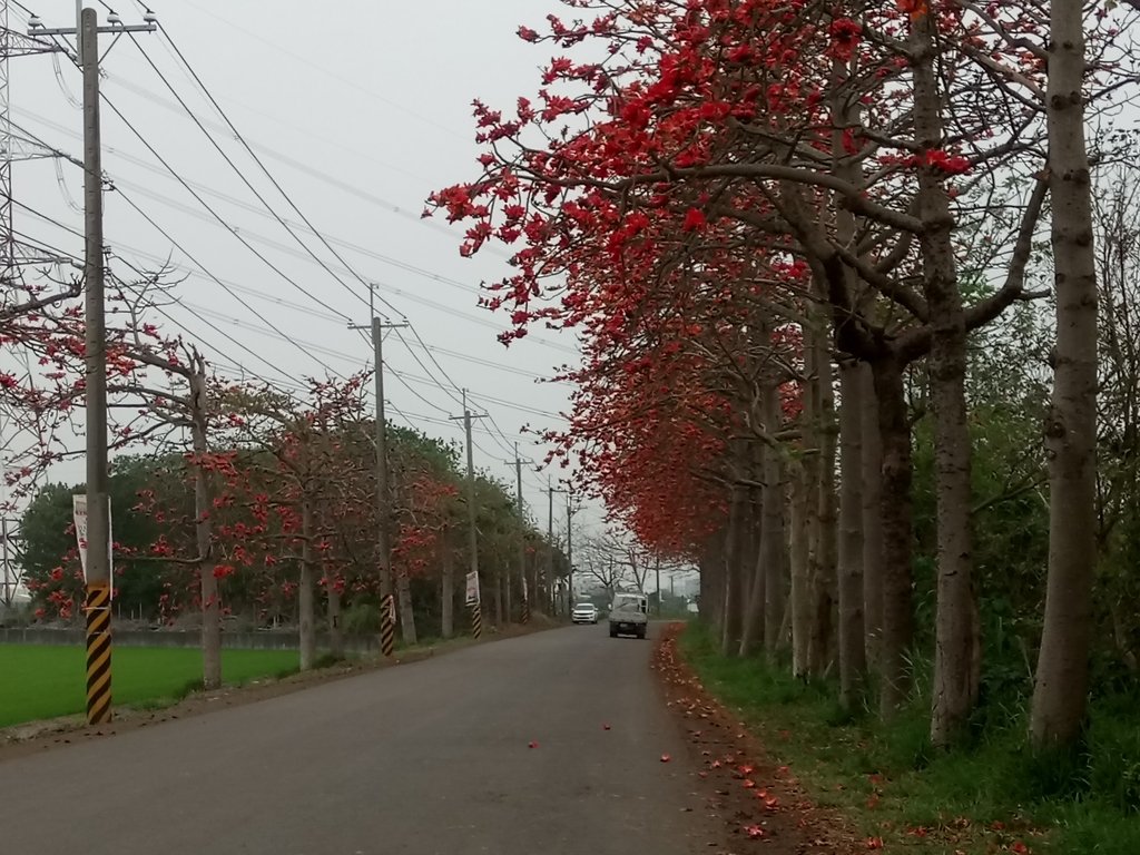 DSC_8261.JPG - 埤頭  東螺溪  木棉花