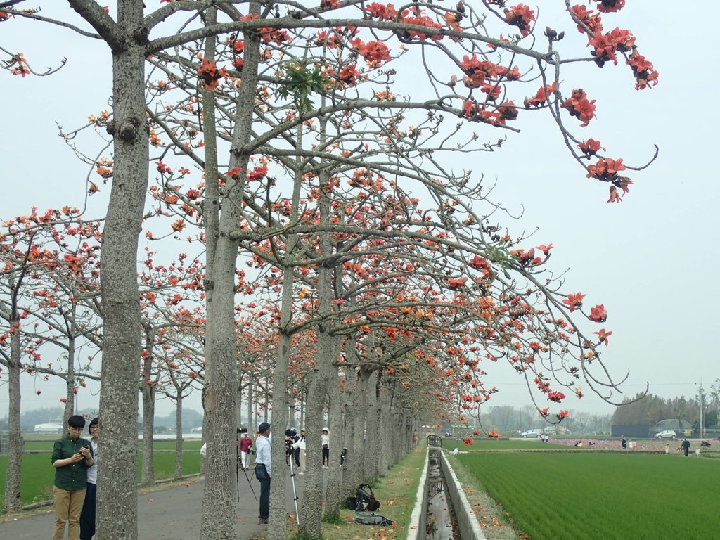 P3066630.JPG - 白河  林初埤  木棉花