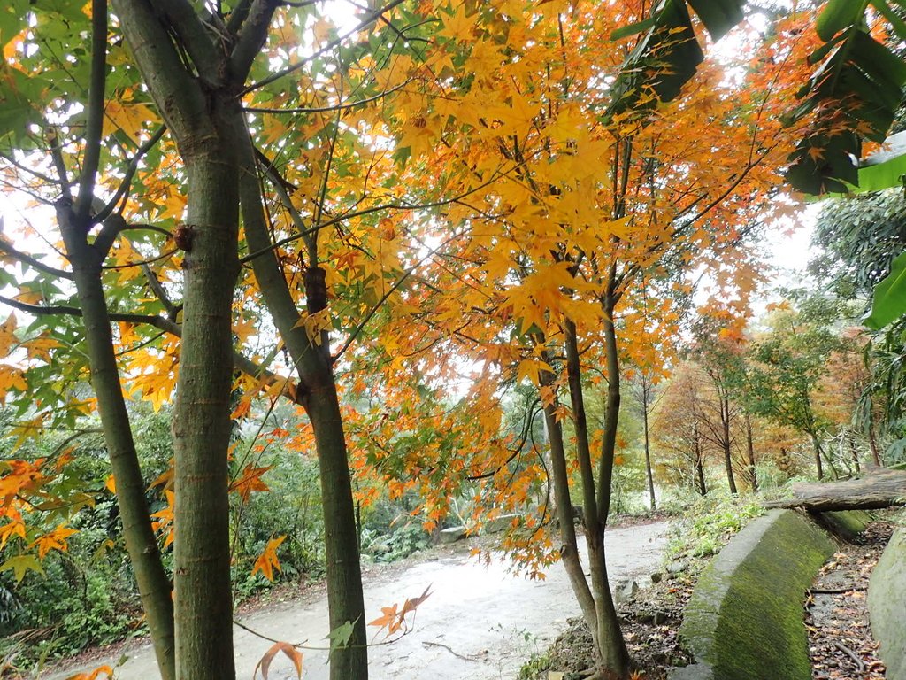 P1062163.JPG - 土城  承天寺  朝山步道