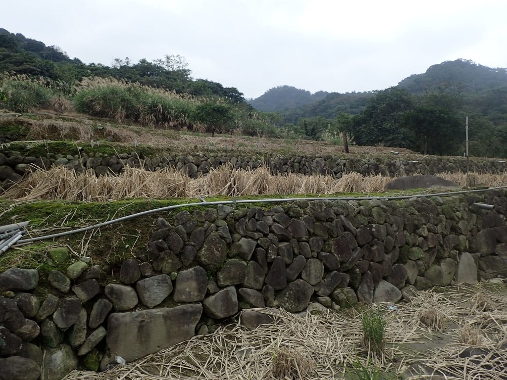 P1263999.JPG - 金山  大路崁古道