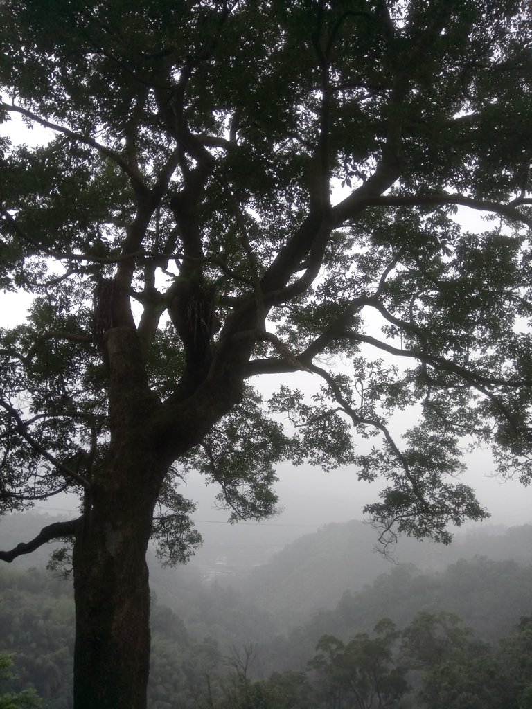 DSC_6169.JPG - 三峽  日月洞  廣照禪寺