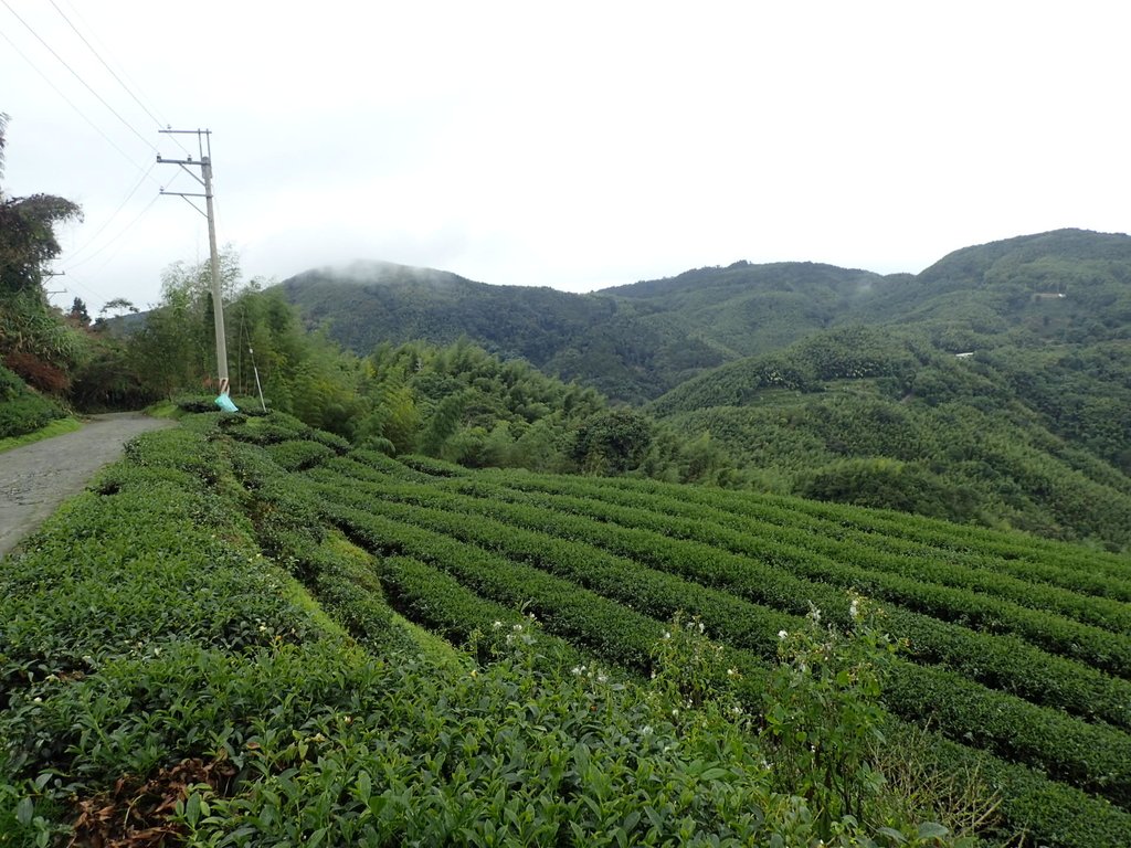 PA231772.JPG - 往三層坪途中之  茶園景致