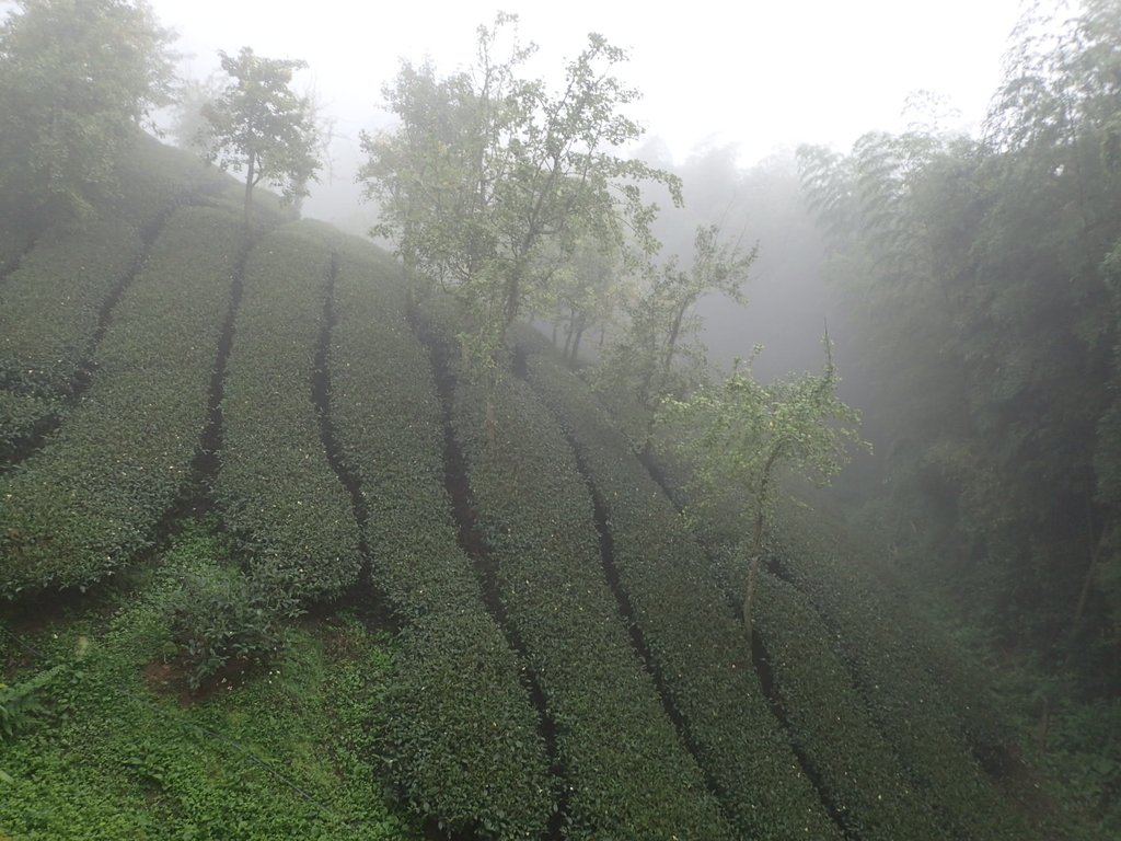 PA171060.JPG - 鹿谷  大崙山  霧中茶園之美(03)