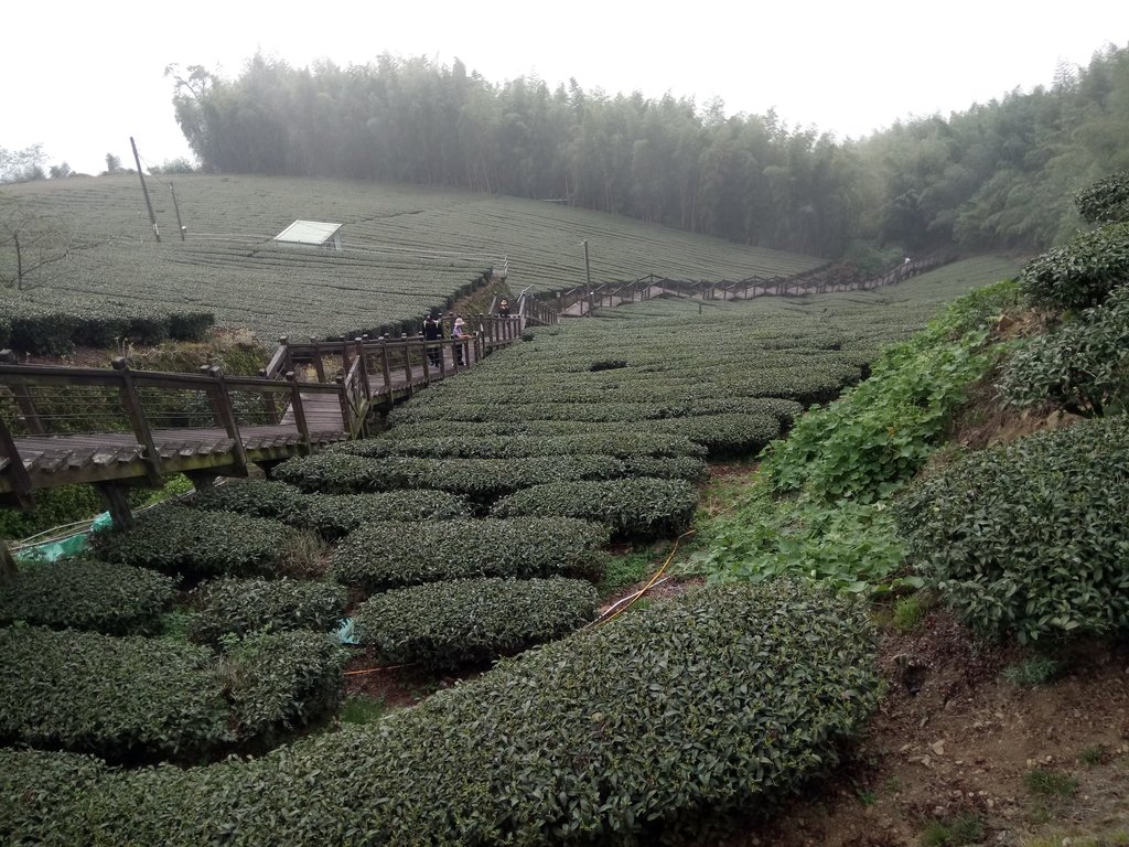 DSC_1492.JPG - 阿里山  頂石卓茶園之美