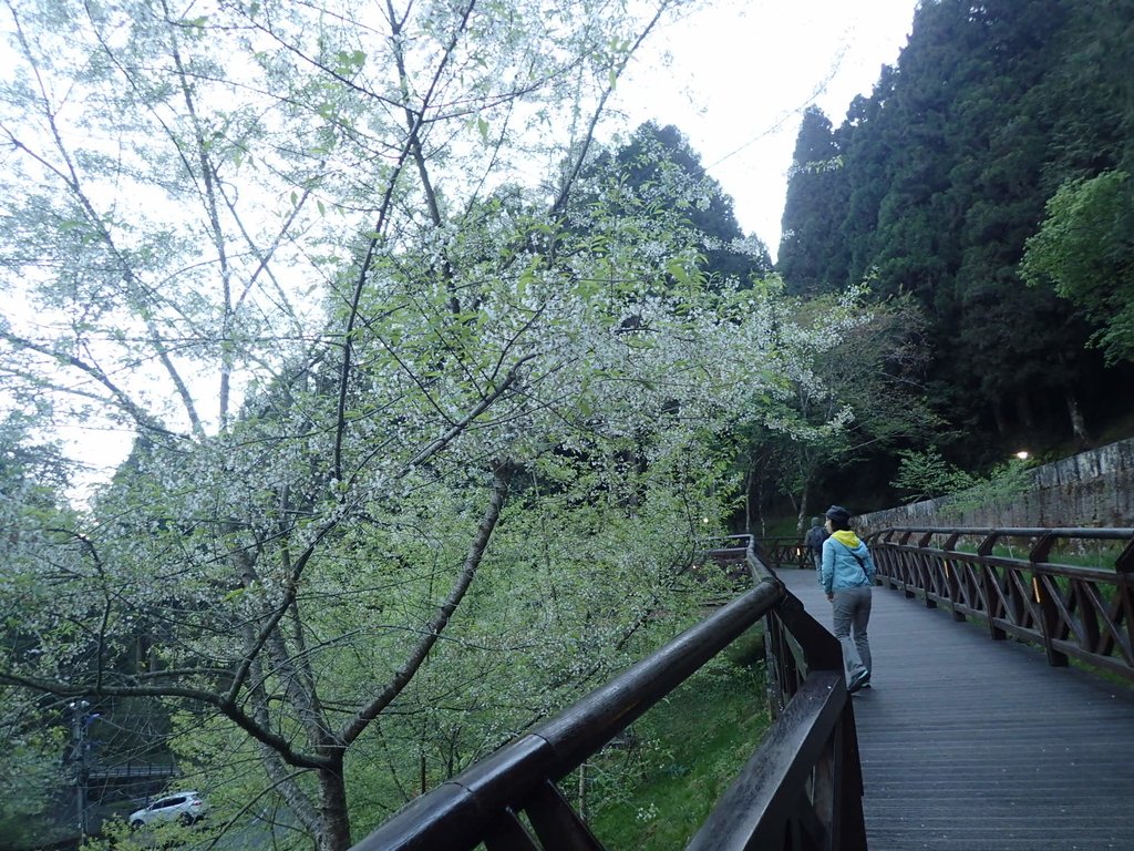 P3268009.JPG - 阿里山  沼平公園  賞櫻