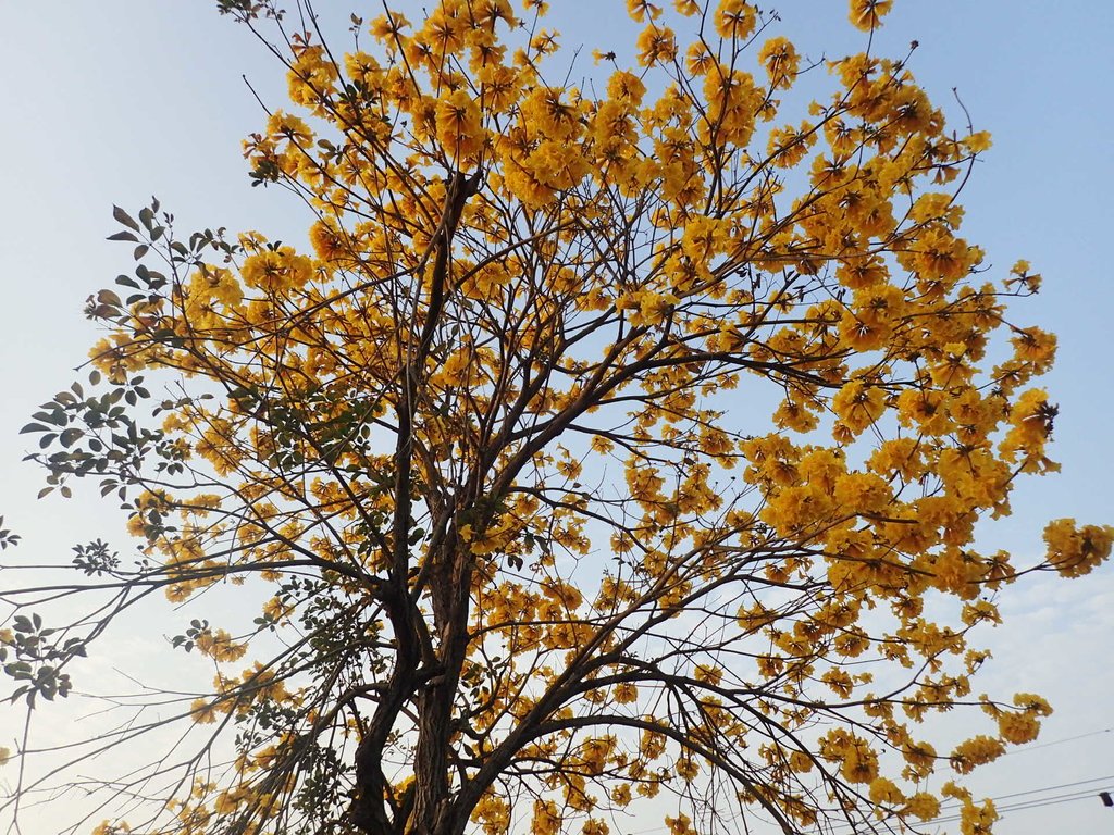 P3066284.JPG - 南投  貓羅溪畔  黃花風鈴木