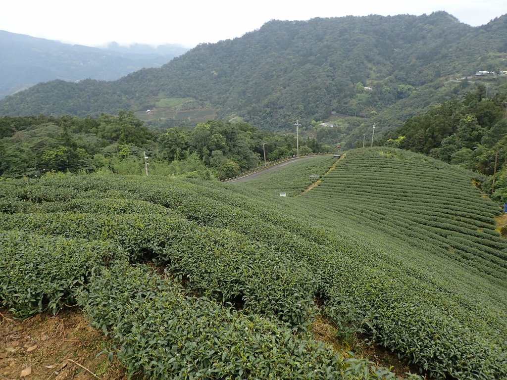 P3170476.JPG - 坪林  大湖尾茶園風光