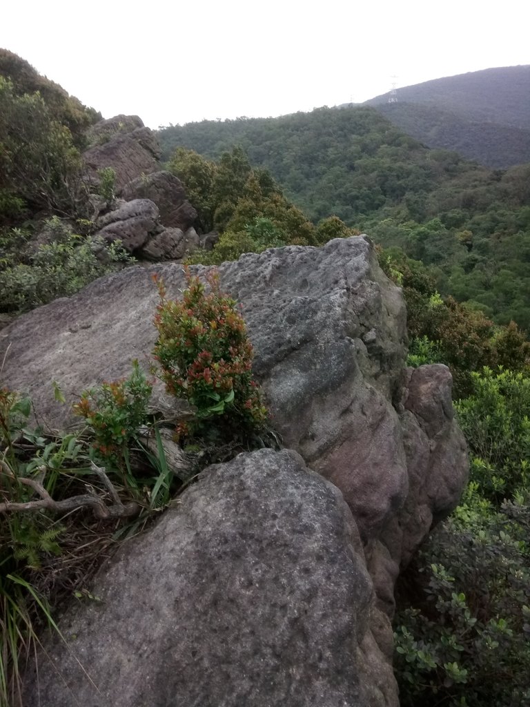 DSC_7028.JPG - 汐止  金面山(金明山)  稜線步道