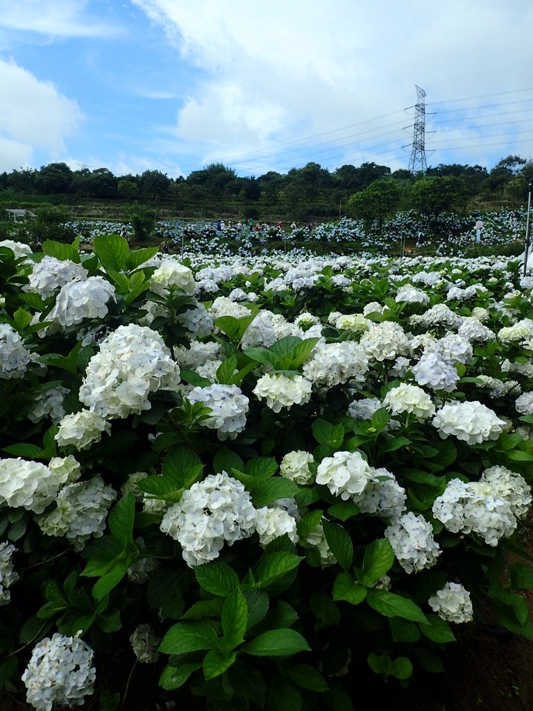 P5303924.JPG - 萬里  高家繡球花田