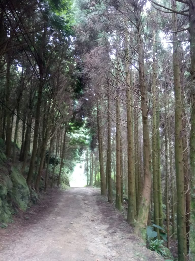 DSC_1029.JPG - 新竹  五指山登山步道