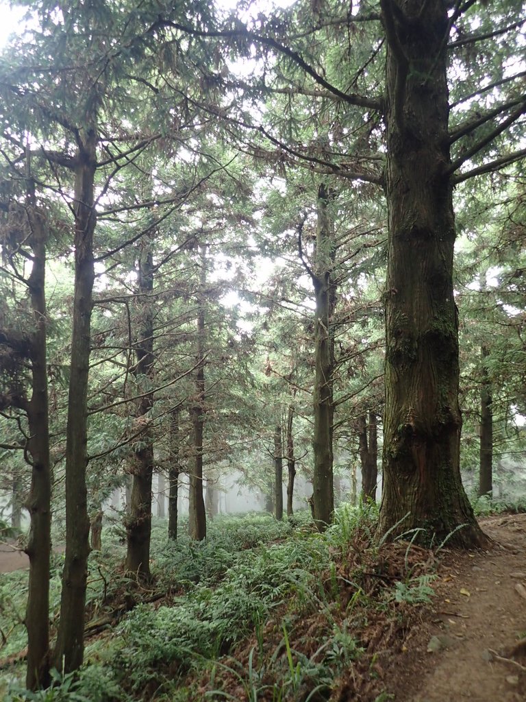 P7235904.JPG - 台中和平  長壽山登山步道  (上)