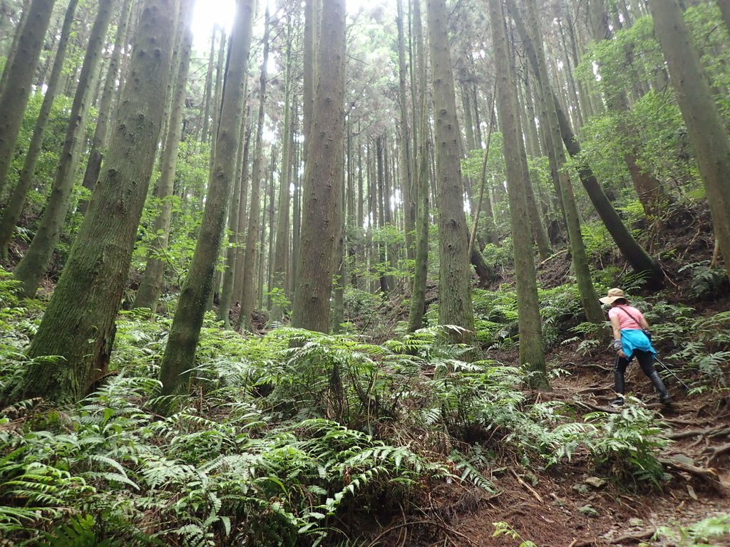 P7235886.JPG - 台中和平  長壽山登山步道  (下)