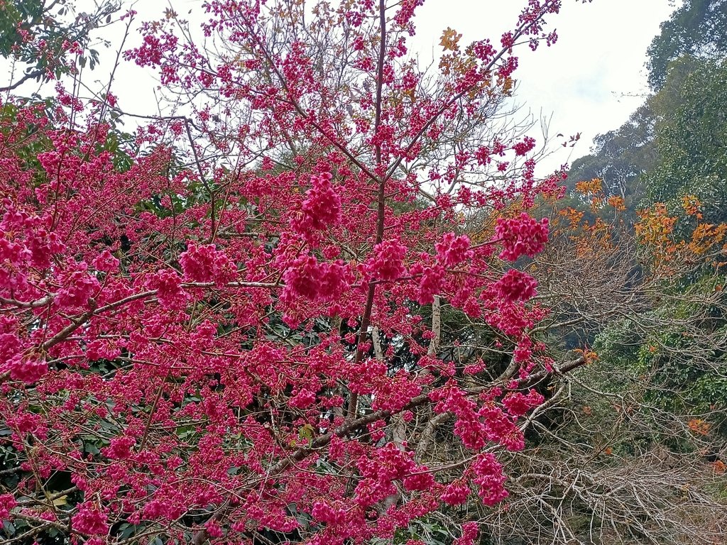 IMG20210205133714.jpg - 竹山  杉林溪森林遊樂園  路過