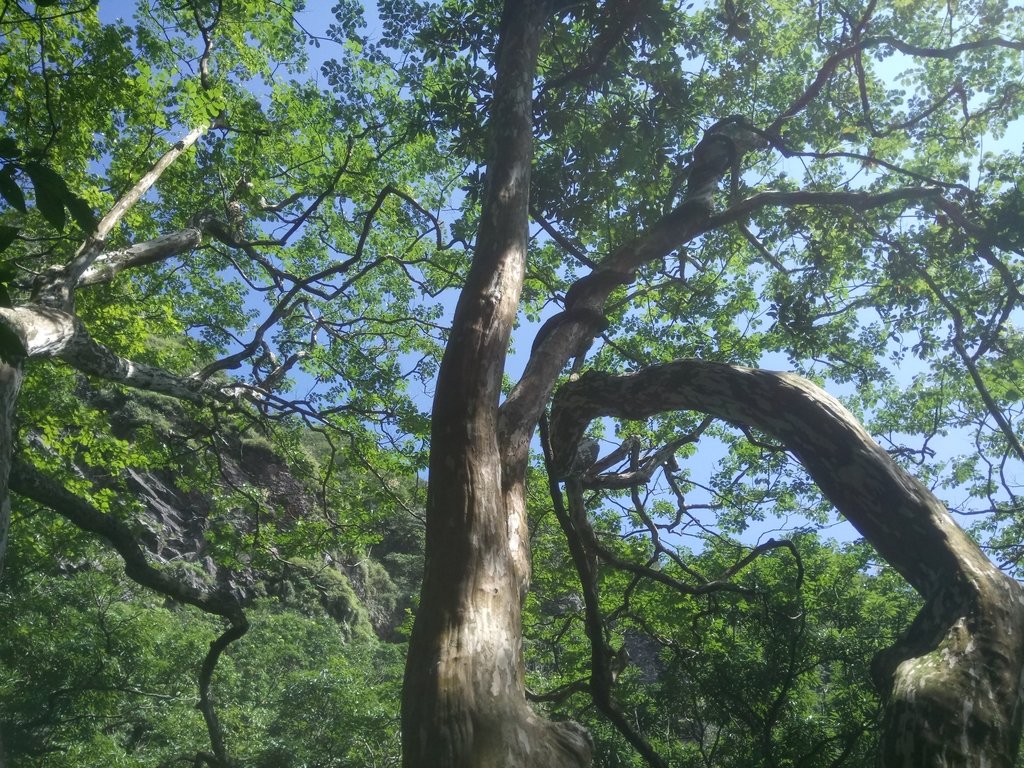 DSC_5072.JPG - 金山  竹子山古道  阿里磅瀑布