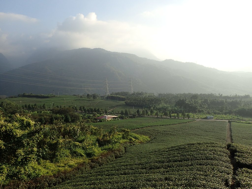 PB225345.JPG - 竹山  山坪頂茶園