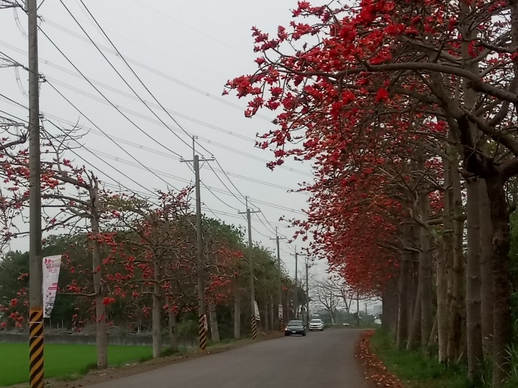 DSC_8264.JPG - 埤頭  東螺溪  木棉花