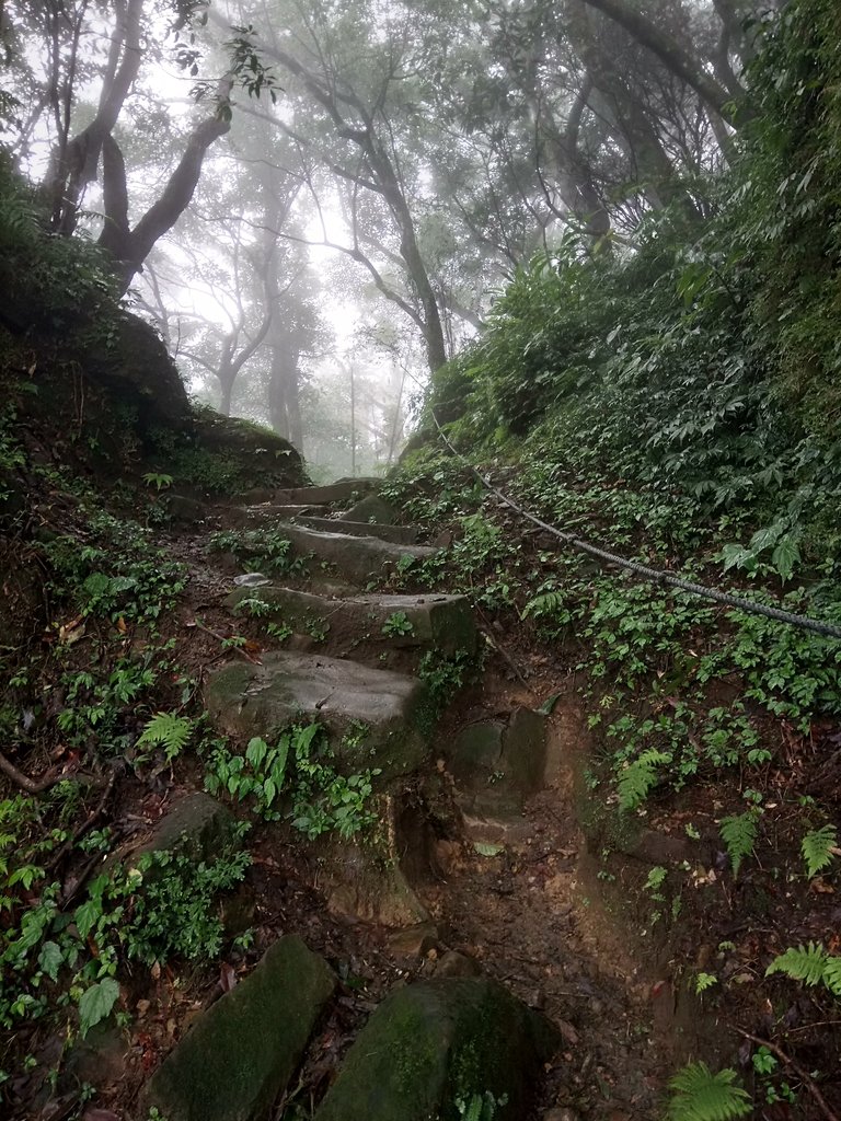 DSC_2445.JPG - 新店  獅子頭山隘勇線  02