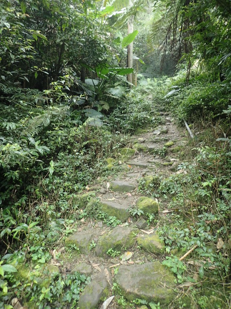 P3039059.JPG - 三峽  白雞山登山步道