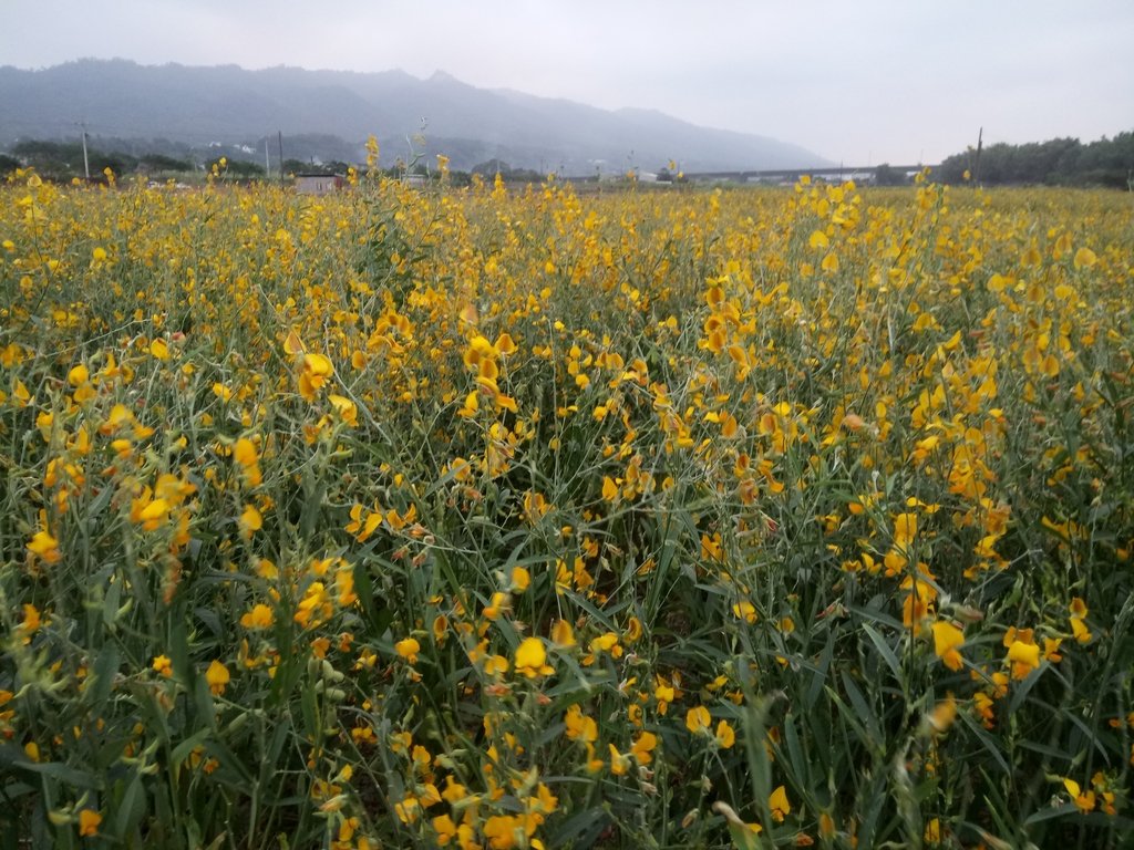 DSC_4862.JPG - 銅鑼  九湖村  太陽麻花田