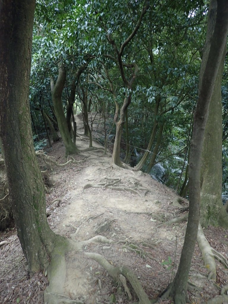 P2167995.JPG - 三峽  鳶尾山登山步道