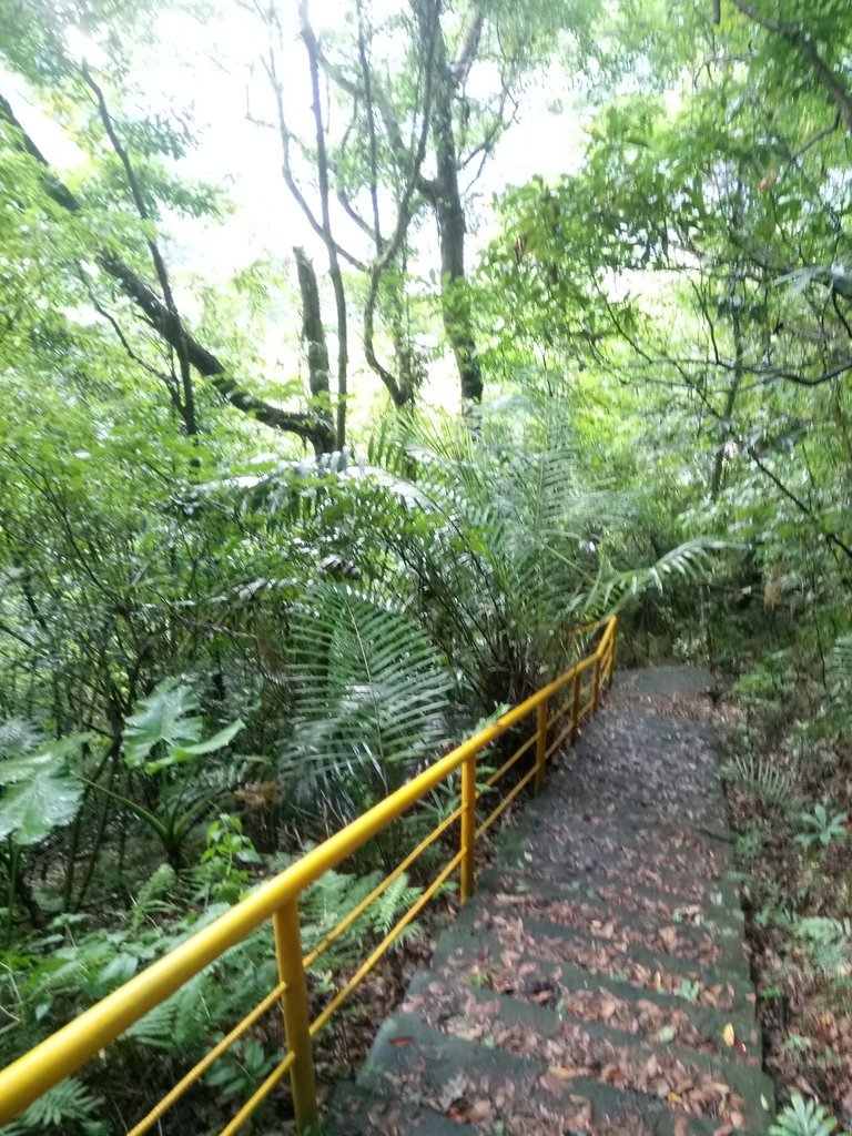 DSC_9660.JPG - 公館  出礦坑登山步道