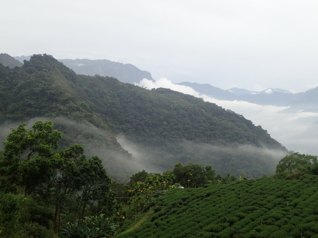 PA231900.JPG - 石壁途中之   茶山雲雨