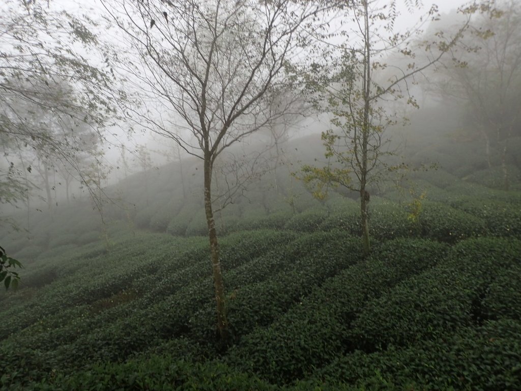 PA171181.JPG - 鹿谷  大崙山  霧中茶園之美(03)