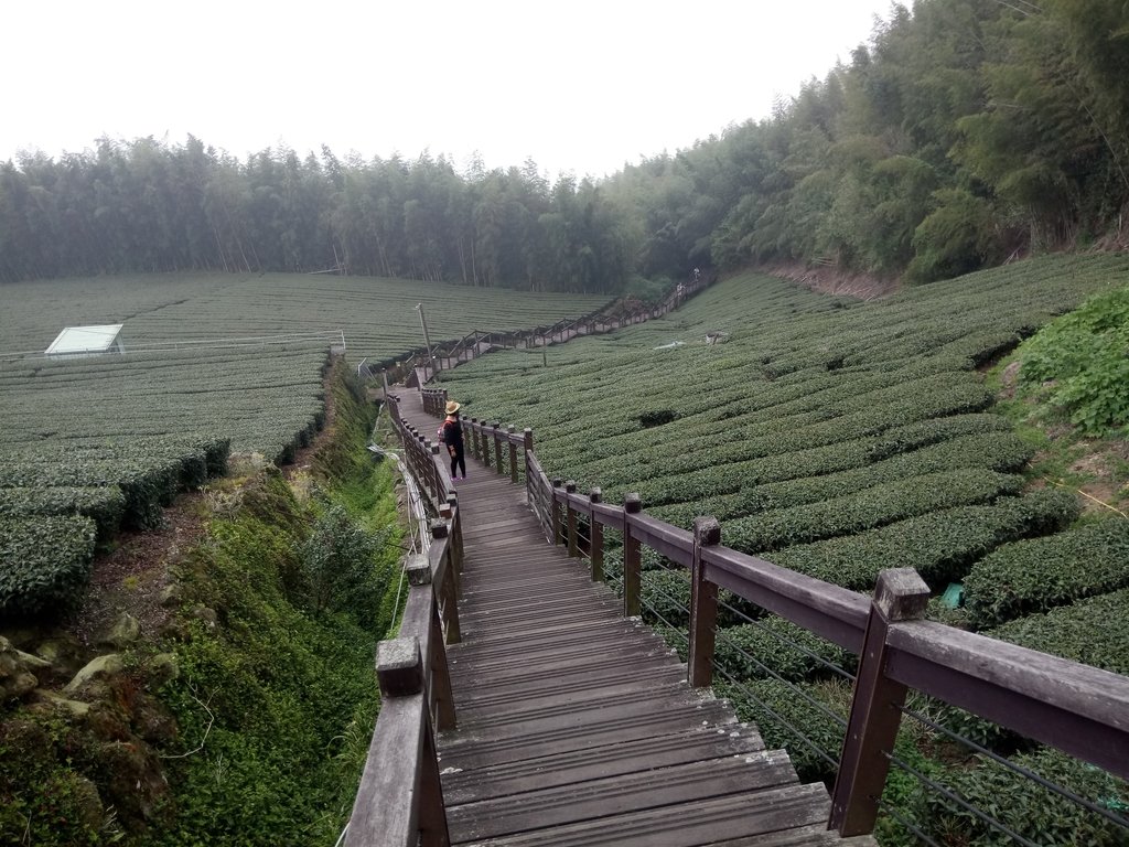 DSC_1494.JPG - 阿里山  頂石卓茶園之美