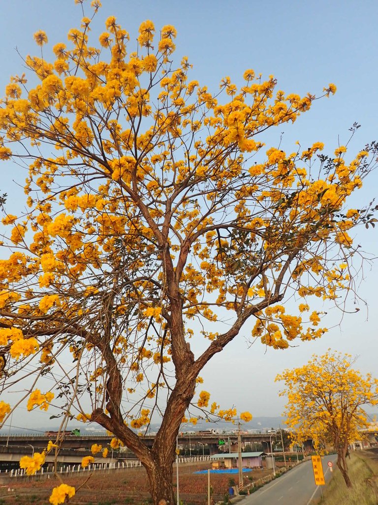 P3066286.JPG - 南投  貓羅溪畔  黃花風鈴木