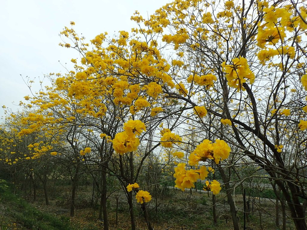 P3066575.JPG - 竹塘  田頭堤防  黃花風鈴木