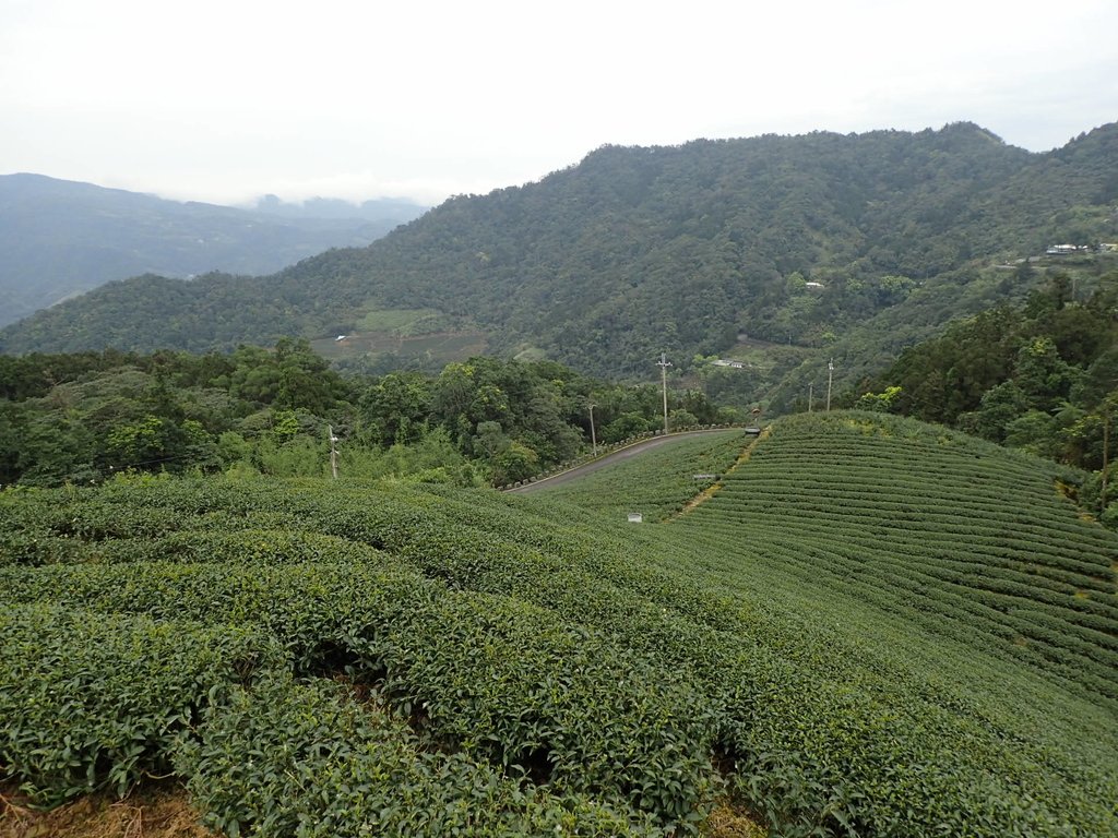 P3170477.JPG - 坪林  大湖尾茶園風光