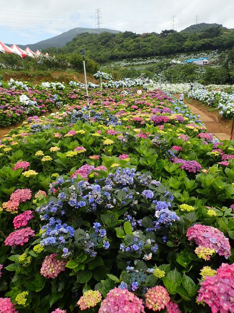 P5303916.JPG - 萬里  高家繡球花田