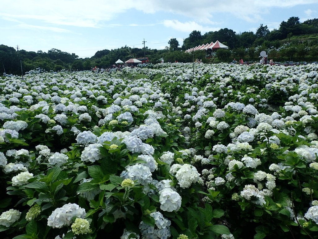 P5303927.JPG - 萬里  高家繡球花田