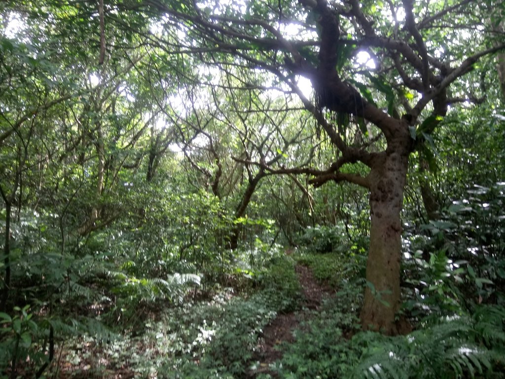 DSC_5503.JPG - 瑞芳  蚊子坑古道  龍洞稜