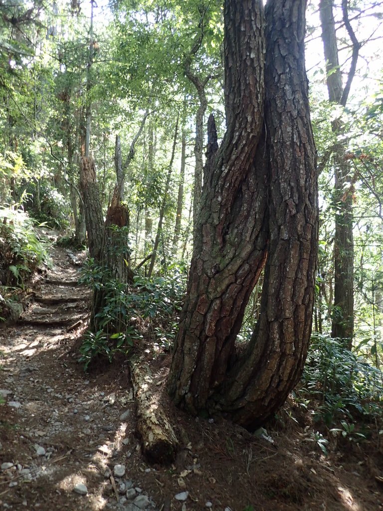 P6054043.JPG - 谷關七雄之  馬崙山  (上)