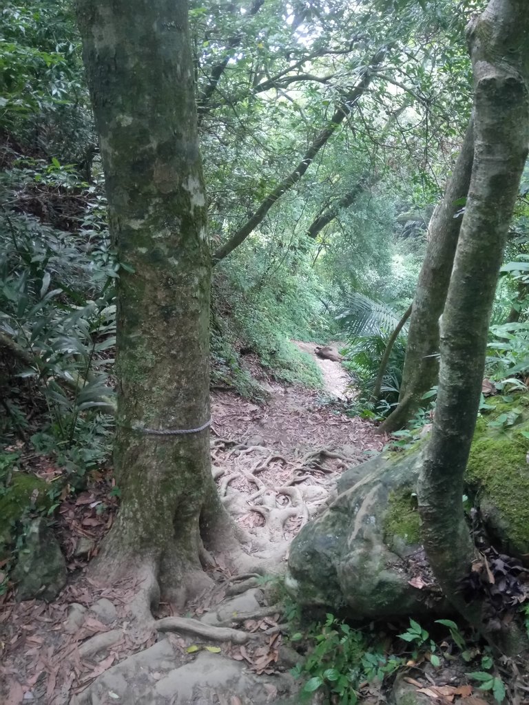 DSC_1053.JPG - 新竹  五指山登山步道