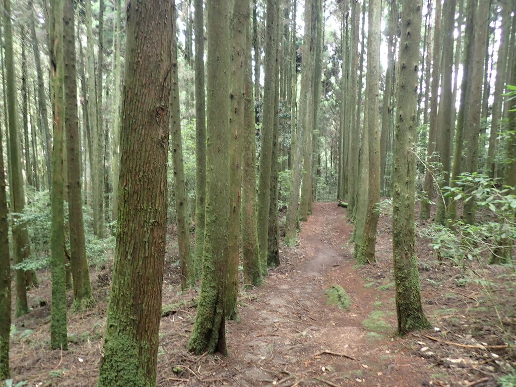 P7235887.JPG - 台中和平  長壽山登山步道  (下)