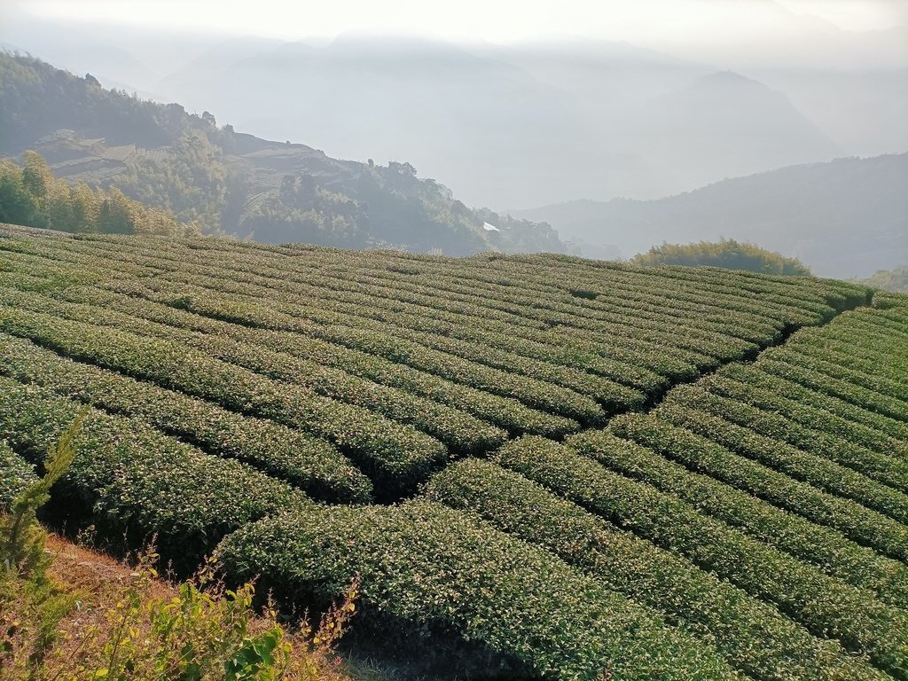 IMG20210130075507.jpg - 梅山  二尖山  龍眼茶園風光