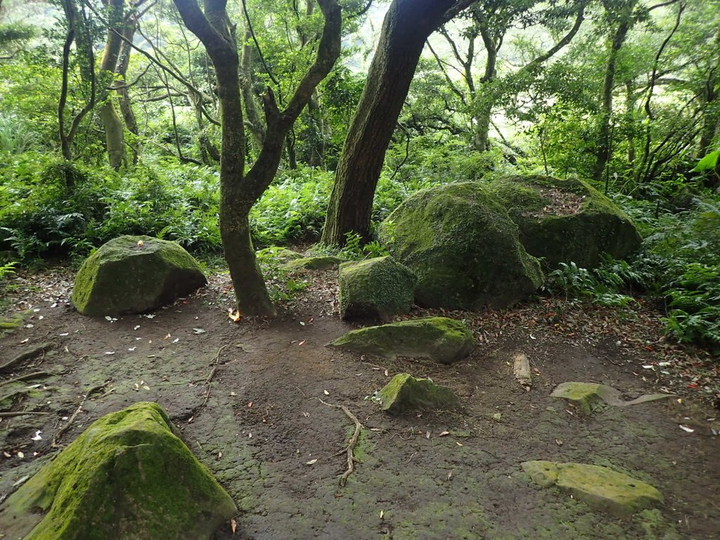 P9238232.JPG - 北投  面天山  向天湖步道