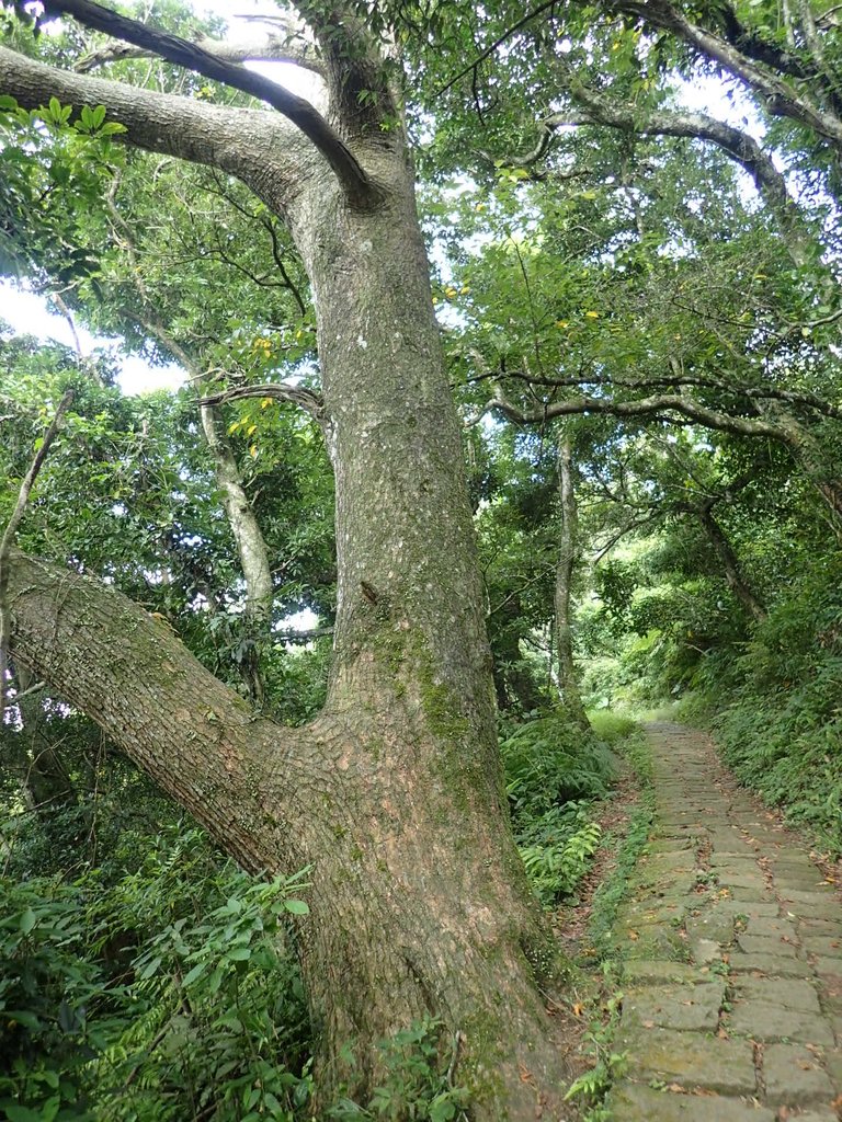 P9238212.JPG - 北投  面天山  向天湖步道