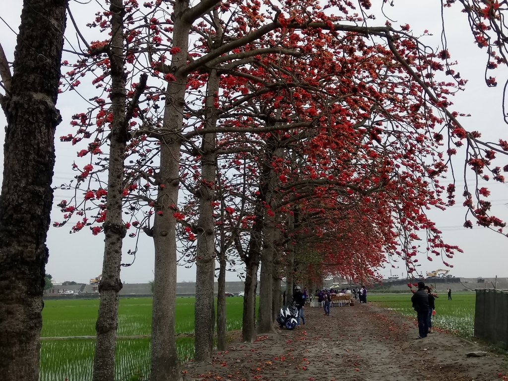 DSC_8390.JPG - 竹塘  田頭  木棉花道