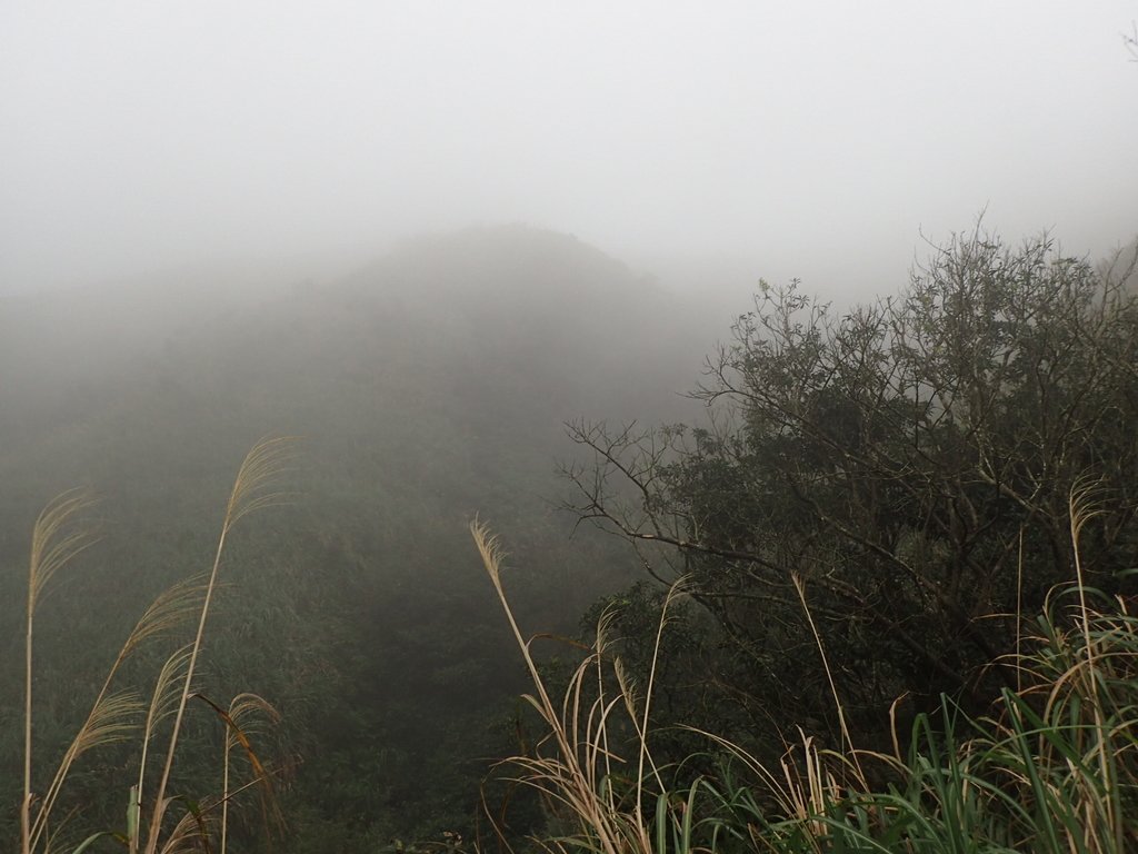 P1203514.JPG - 瑞芳  牡丹山