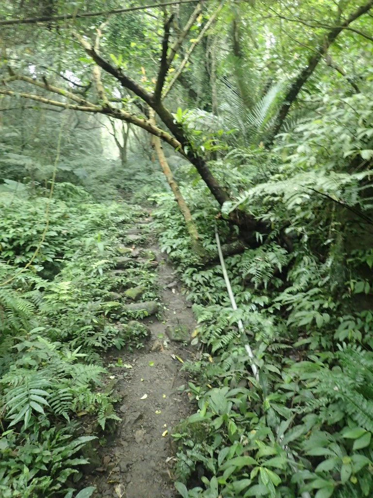 P3039061.JPG - 三峽  白雞山登山步道